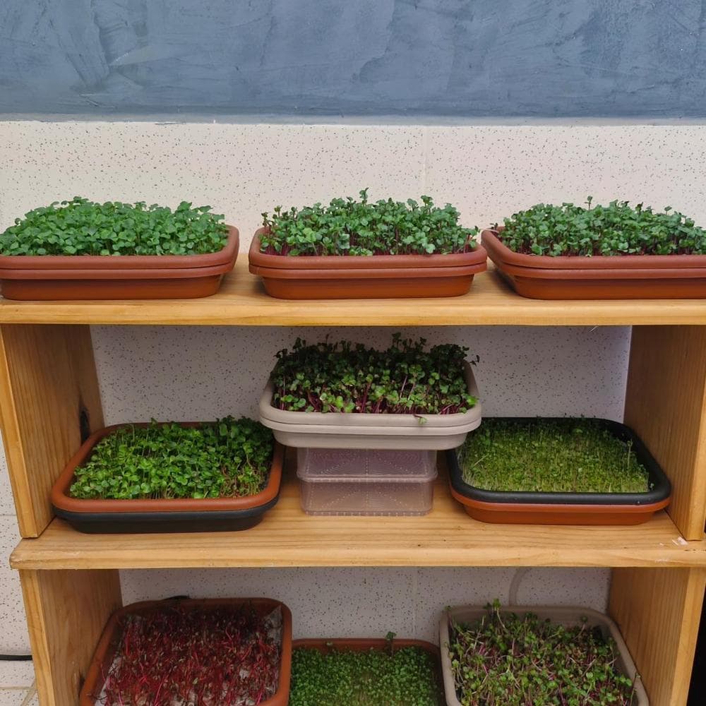 Estante de madeira com bandejas de microverdes em diferentes estágios de crescimento